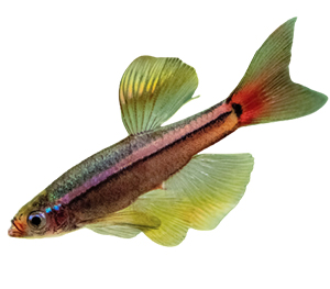 White Cloud Mountain minnows