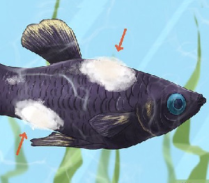White or Grey Spots