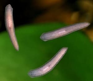 White or Tan Worms in Freshwater Aquarium