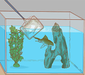 White or Tan Worms in Freshwater Aquarium Solution
