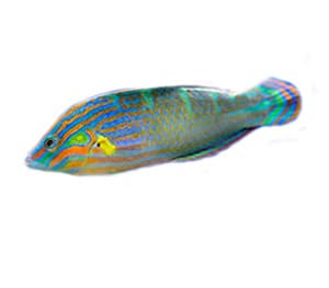 Wrasses