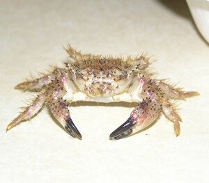 Xanthid Crabs (Black-Tipped Claws)
