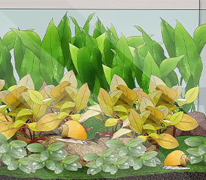 Yellowing of Leaves in Aquarium Plants