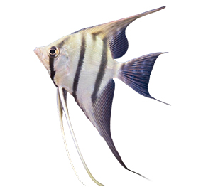 Zebra Angelfish 