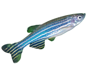 Zebra Danios