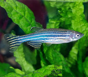 Zebra Danios