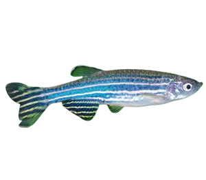 Zebra Danios