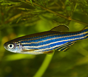 Zebra Fish